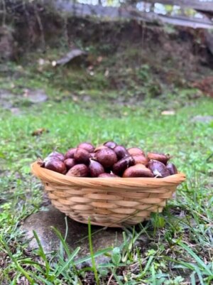 sinopta kestane sezonu basladi gelenegi yasatiyorlar eQM8S998.jpg