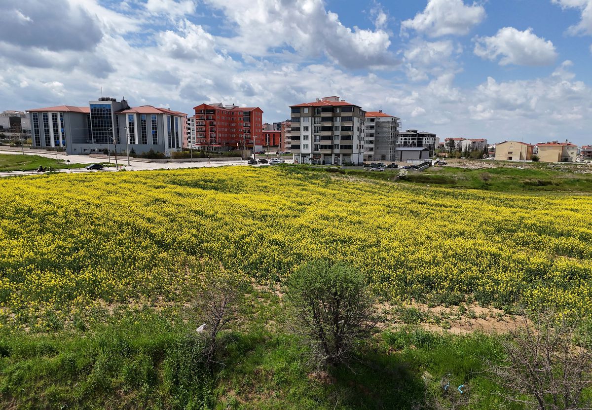 Edirne’de Kanola Tarlaları Sarı Renk Cümbüşüne Dönüştü