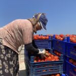 Hasat edilen urun kasa kasa istanbula gonderilmeye baslandi alicilar siraya girdi vxXNJrhN