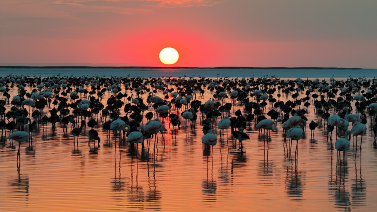 Tuz golunde gorsel solen flamingo yavrusu sayisi 5 yilin zirvesine ulasti hxtqVpDt